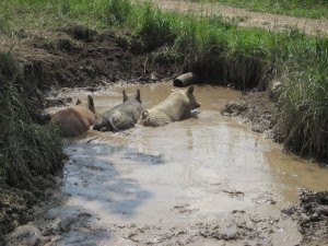 Pastured Pork in a Puddle