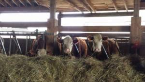 Cows during Flemming College Farm tour
